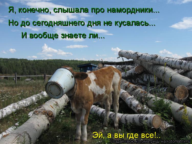 Я, конечно, слышала про намордники... Но до сегодняшнего дня не кусалась... И вообще знаете ли... Эй,... Котоматрица: Я, конечно, слышала про намордники... Но до сегодняшнего дня не кусалась... И вообще знаете ли... Эй, а вы где все!..