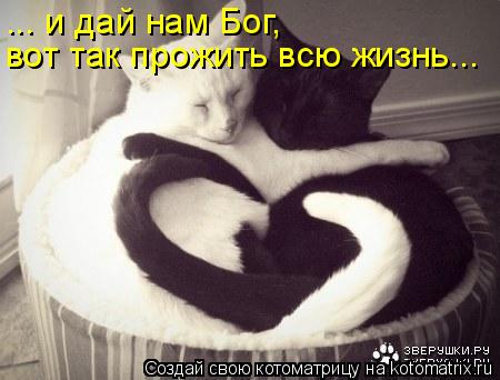 ... и дай нам Бог, вот так прожить всю жизнь...... Котоматрица: ... и дай нам Бог, вот так прожить всю жизнь...