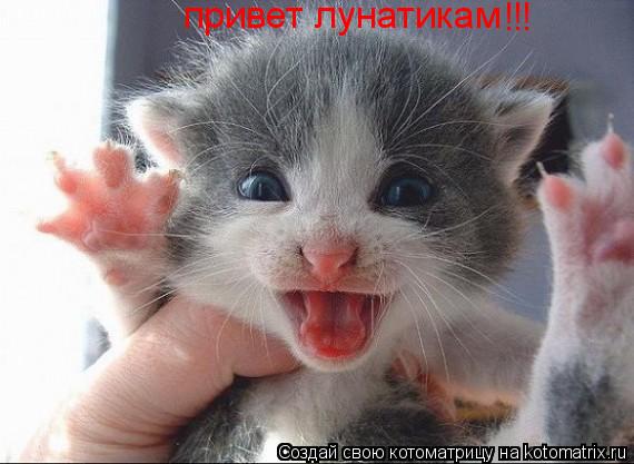 Привет лунатики сценарий Привет лунатики сценарий