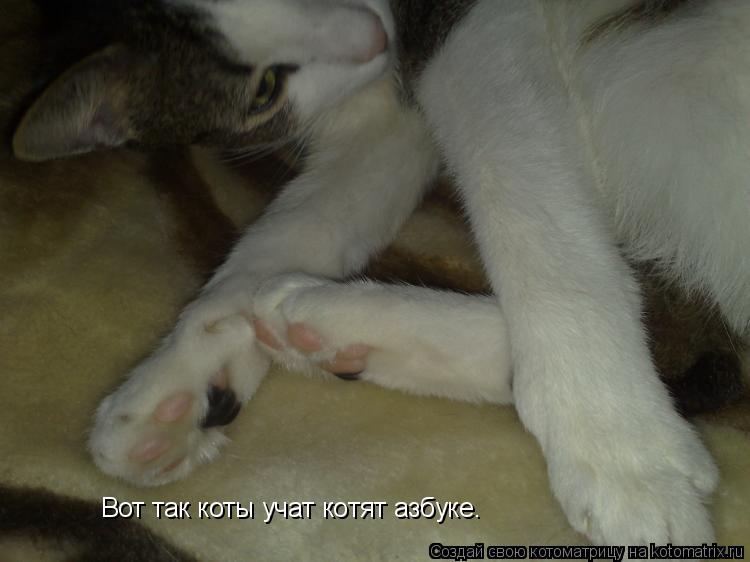 Вот так коты учат котят азбуке.... Котоматрица: Вот так коты учат котят азбуке.