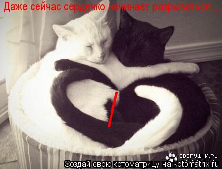 Даже сейчас сердечко начинает разрываться... /... Котоматрица: Даже сейчас сердечко начинает разрываться... /