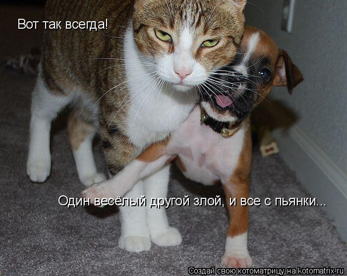 Вот так всегда! Один весёлый другой злой, и все с пьянки...... Котоматрица: Вот так всегда! Один весёлый другой злой, и все с пьянки...