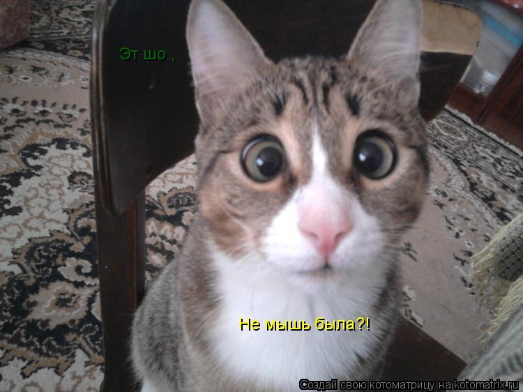 Эт шо , Не мышь была?!... Котоматрица: Эт шо , Не мышь была?!