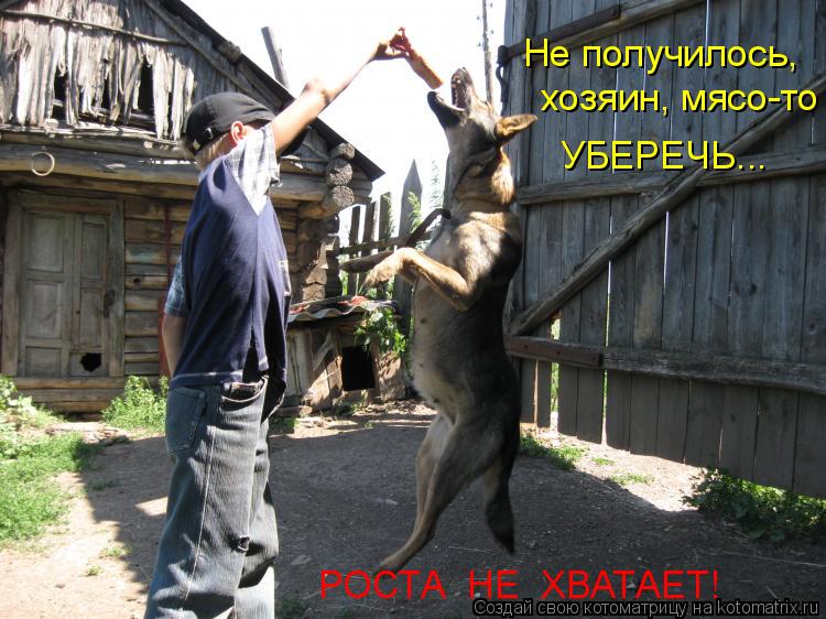 Не получилось, хозяин, мясо-то УБЕРЕЧЬ... РОСТА НЕ ХВАТАЕТ!... Котоматрица: Не получилось, хозяин, мясо-то УБЕРЕЧЬ... РОСТА НЕ ХВАТАЕТ!