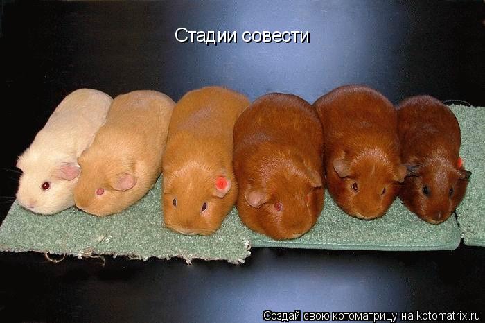 Стадии совести... Котоматрица: Стадии совести