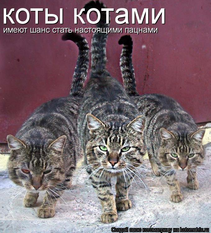 коты котами имеют шанс стать настоящими пацнами... Котоматрица: коты котами имеют шанс стать настоящими пацнами