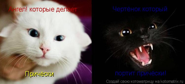 Ангел! которые делает Причёски Чертёнок который портит причёски!... Котоматрица: Ангел! которые делает Причёски Чертёнок который портит причёски!