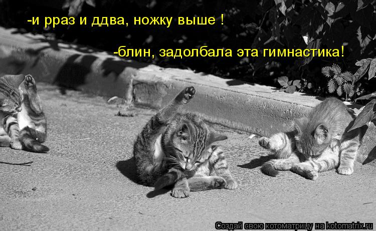 -и рраз и ддва, ножку выше ! -блин, задолбала эта гимнастика!... Котоматрица: -и рраз и ддва, ножку выше ! -блин, задолбала эта гимнастика!