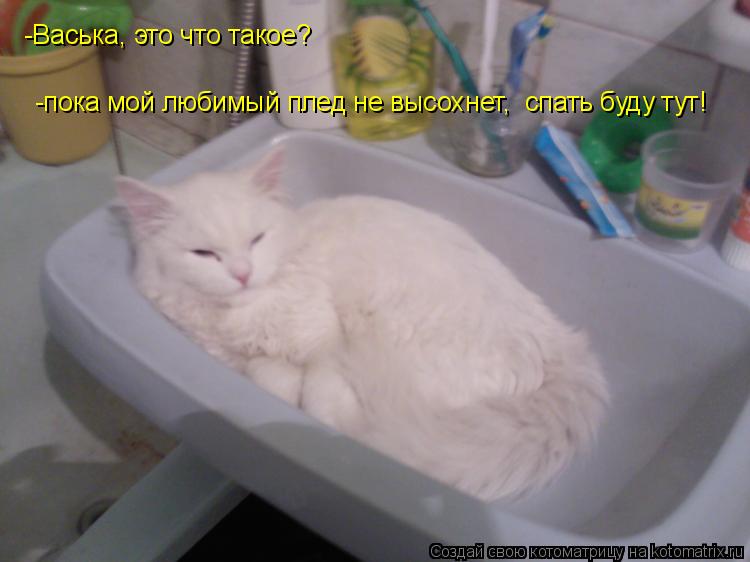 -Васька, это что такое? -пока мой любимый плед не высохнет, спать буду тут!... Котоматрица: -Васька, это что такое? -пока мой любимый плед не высохнет, спать буду тут!