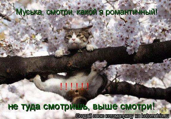 Муська, смотри, какой я романтичный! ! ! ! ! ! ! не туда смотришь, выше смотри!... Котоматрица: Муська, смотри, какой я романтичный! ! ! ! ! ! ! не туда смотришь, выше смотри!