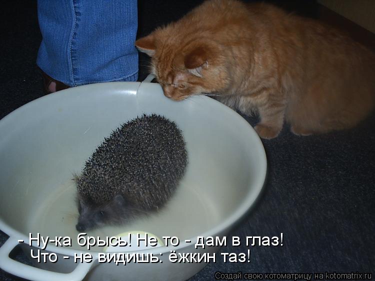 - Ну-ка брысь! Не то - дам в глаз! Что - не видишь: ёжкин таз!... Котоматрица: - Ну-ка брысь! Не то - дам в глаз! Что - не видишь: ёжкин таз!