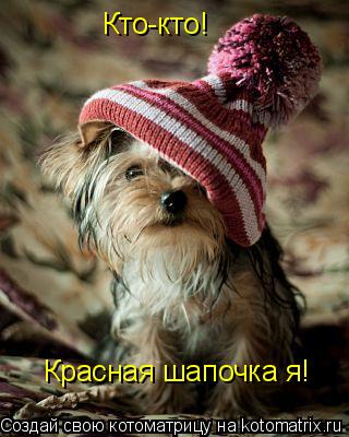 Кто-кто! Красная шапочка я!... Котоматрица: Кто-кто! Красная шапочка я!