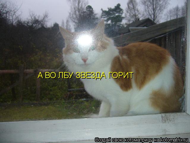 А ВО ЛБУ ЗВЕЗДА ГОРИТ... Котоматрица: А ВО ЛБУ ЗВЕЗДА ГОРИТ