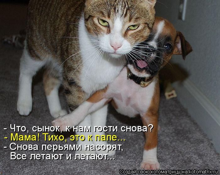 - Что, сынок, к нам гости снова? - Мама! Тихо, это к папе... - Снова перьями насорят, Все летают и ле... Котоматрица: - Что, сынок, к нам гости снова? - Мама! Тихо, это к папе... - Снова перьями насорят, Все летают и летают...