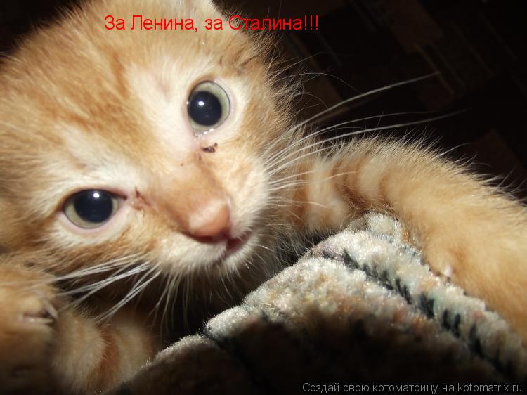 За Ленина, за Сталина!!!... Котоматрица: За Ленина, за Сталина!!!