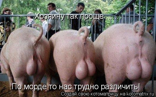 Котоматрица: По морде то нас трудно различить! Хозяину так проще ......