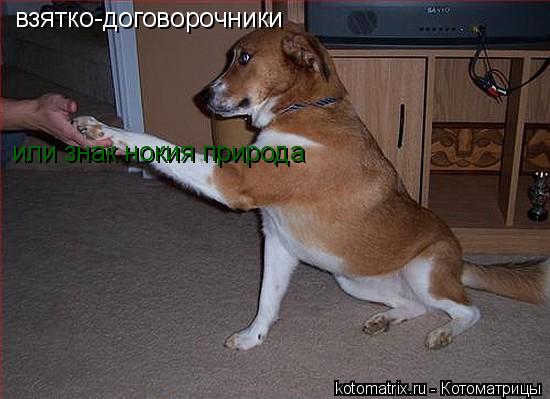 взятко-договорочники или знак нокия природа... Котоматрица: взятко-договорочники или знак нокия природа