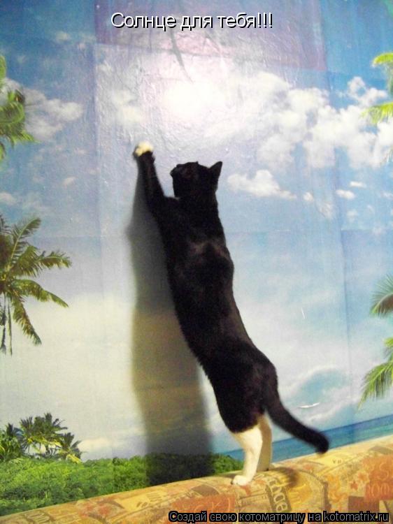 Солнце для тебя!!!... Котоматрица: Солнце для тебя!!!