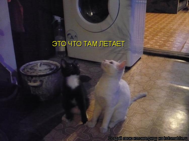 ЭТО ЧТО ТАМ ЛЕТАЕТ... Котоматрица: ЭТО ЧТО ТАМ ЛЕТАЕТ