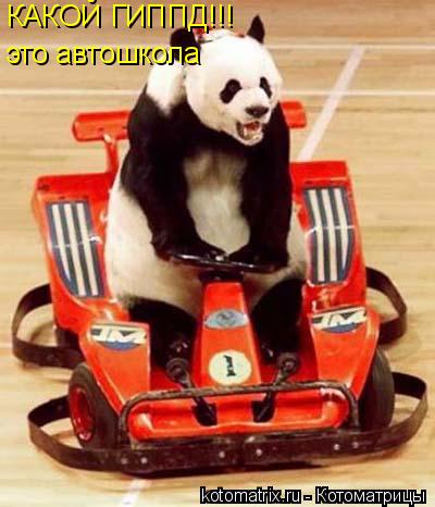КАКОЙ ГИППД!!! это автошкола... Котоматрица: КАКОЙ ГИППД!!! это автошкола