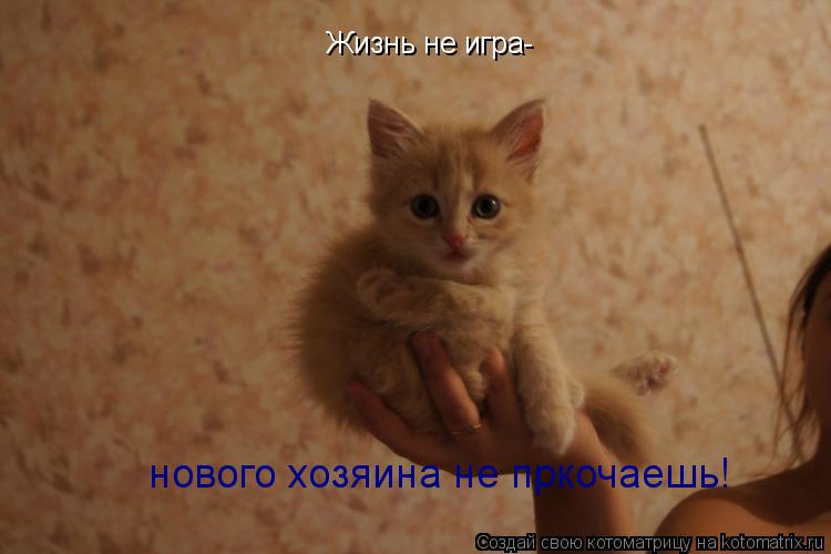 Жизнь не игра- нового хозяина не пркочаешь!... Котоматрица: Жизнь не игра- нового хозяина не пркочаешь!