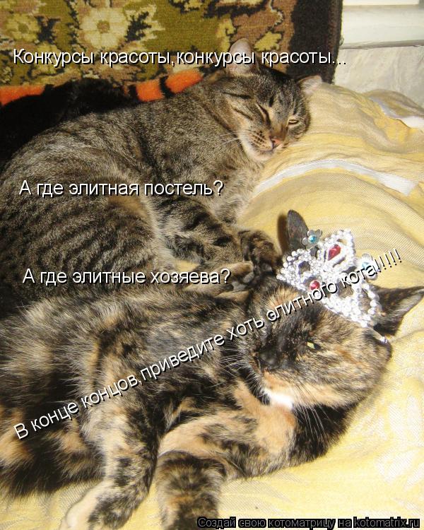 Конкурсы красоты,конкурсы красоты... А где элитная постель? А где элитные хозяева? В конце концов,при... Котоматрица: Конкурсы красоты,конкурсы красоты... А где элитная постель? А где элитные хозяева? В конце концов,приведите хоть элитного кота!!!!!
