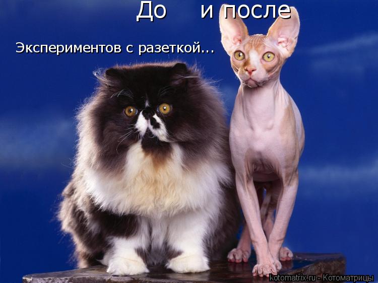 До и после Экспериментов с разеткой...... Котоматрица: До и после Экспериментов с разеткой...