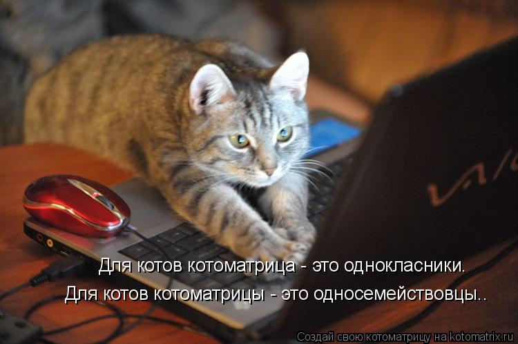 Для котов котоматрица - это однокласники. Для котов котоматрицы - это односемействовцы..... Котоматрица: Для котов котоматрица - это однокласники. Для котов котоматрицы - это односемействовцы..