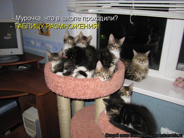 - Мурочка, что в школе проходили? - ТАБЛИЦУ РАЗМНОЖЕНИЯ!... Котоматрица: - Мурочка, что в школе проходили? - ТАБЛИЦУ РАЗМНОЖЕНИЯ!