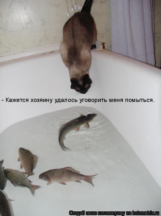 Котоматрица: - Кажется хозяину удалось уговорить меня помыться.