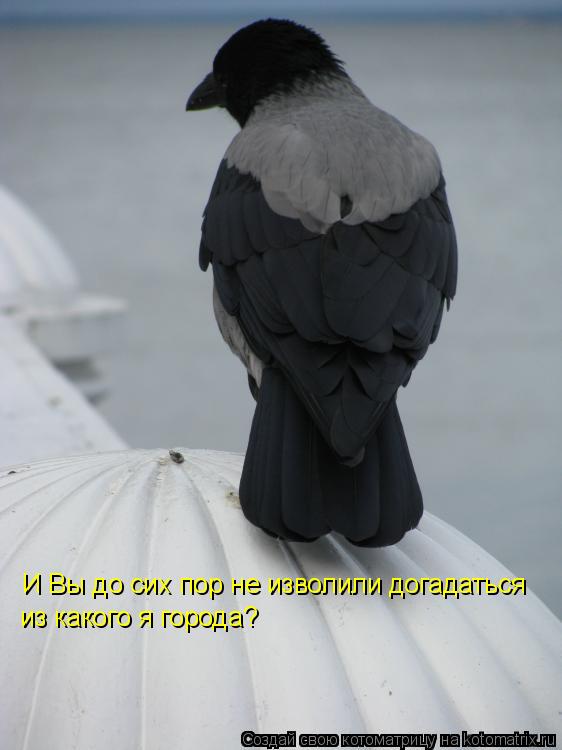 Котоматрица: И Вы до сих пор не изволили догадаться из какого я города?
