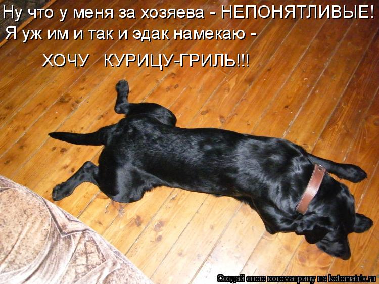 Ну что у меня за хозяева - НЕПОНЯТЛИВЫЕ! Я уж им и так и эдак намекаю - ХОЧУ КУРИЦУ-ГРИЛЬ!!!... Котоматрица: Ну что у меня за хозяева - НЕПОНЯТЛИВЫЕ! Я уж им и так и эдак намекаю - ХОЧУ КУРИЦУ-ГРИЛЬ!!!