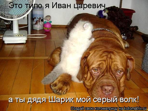Котоматрица: Это типо я Иван царевич,  а ты дядя Шарик мой серый волк!