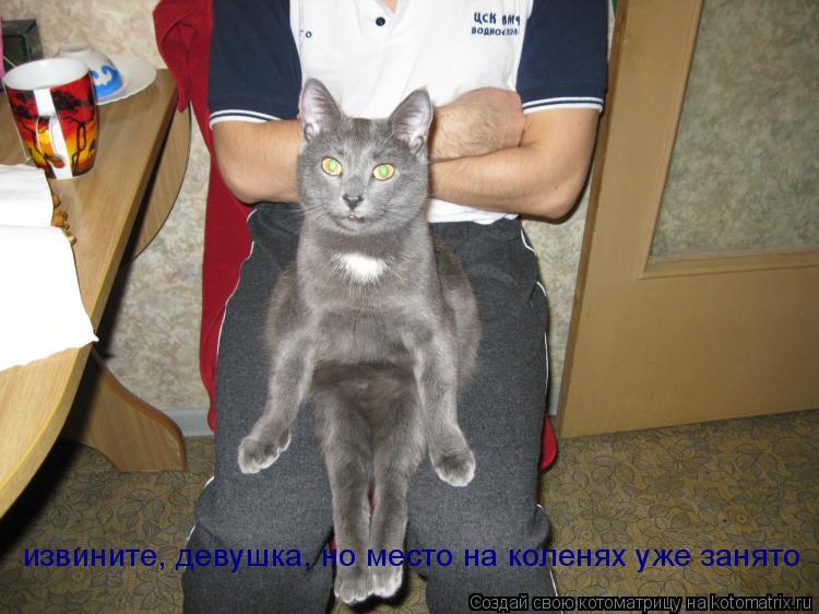 Котоматрица: извините, девушка, но место на коленях уже занято