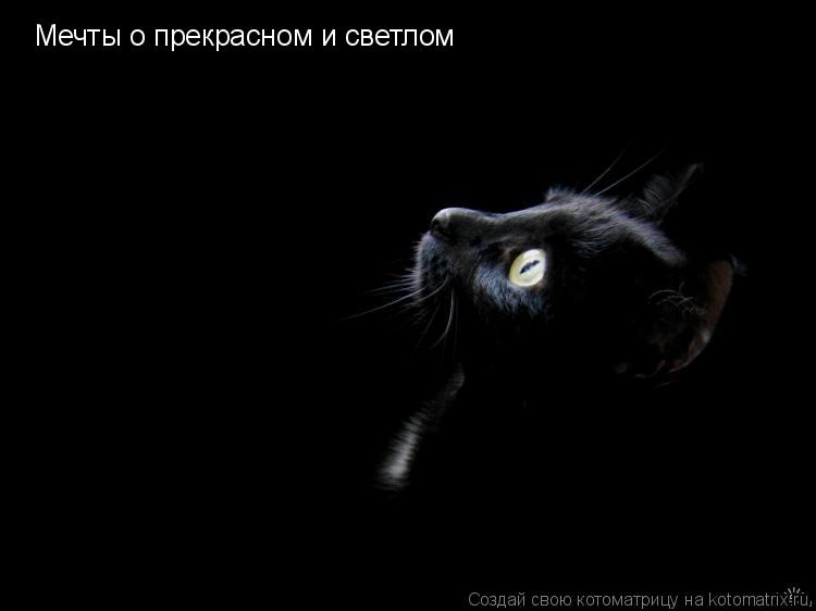 Мечты о прекрасном и светлом... Котоматрица: Мечты о прекрасном и светлом