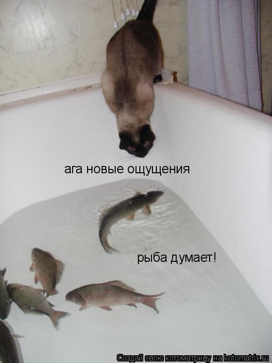 ага новые ощущения рыба думает!... Котоматрица: ага новые ощущения рыба думает!