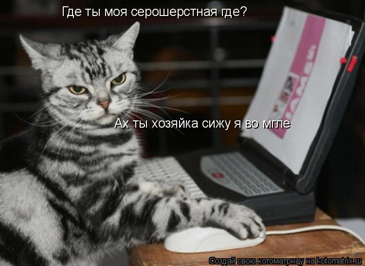 Где ты моя серошерстная где? Ах ты хозяйка сижу я во мгле... Котоматрица: Где ты моя серошерстная где? Ах ты хозяйка сижу я во мгле