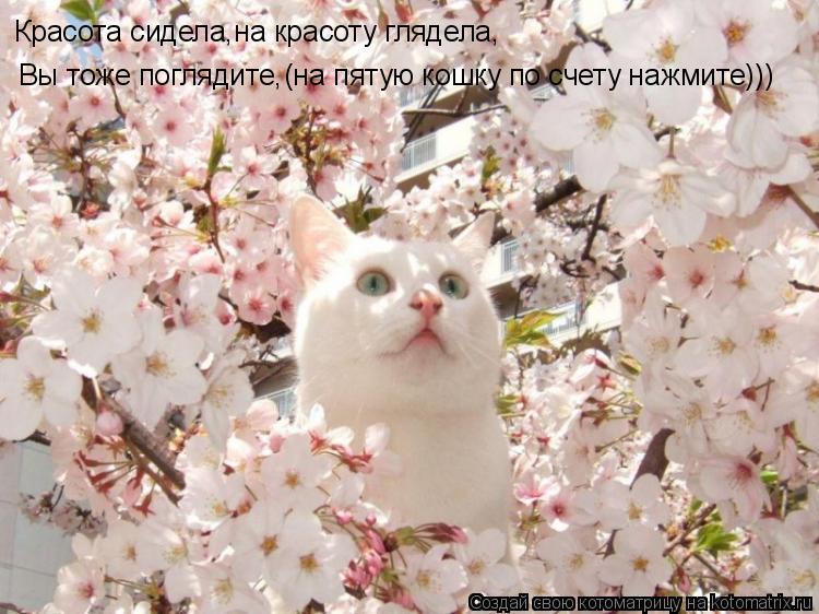 Красота сидела,на красоту глядела, Вы тоже поглядите, (на пятую кошку по счету нажмите)))... Котоматрица: Красота сидела,на красоту глядела, Вы тоже поглядите, (на пятую кошку по счету нажмите)))