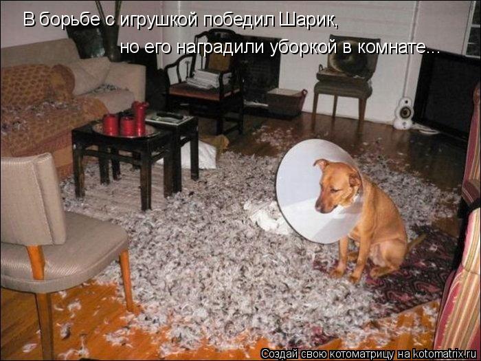 В борьбе с игрушкой победил Шарик, но его наградили уборкой в комнате...... Котоматрица: В борьбе с игрушкой победил Шарик, но его наградили уборкой в комнате...