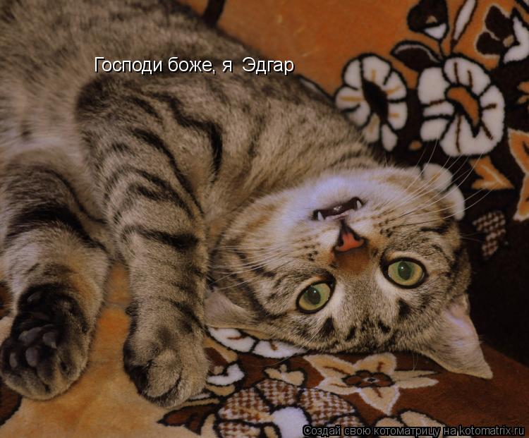 Господи боже, я Эдгар... Котоматрица: Господи боже, я Эдгар