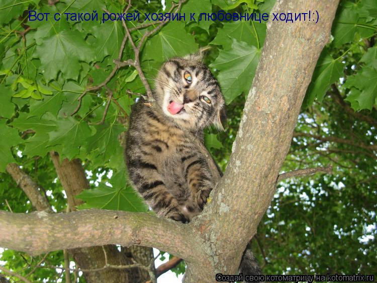 Вот с такой рожей хозяин к любовнице ходит!:)... Котоматрица: Вот с такой рожей хозяин к любовнице ходит!:)