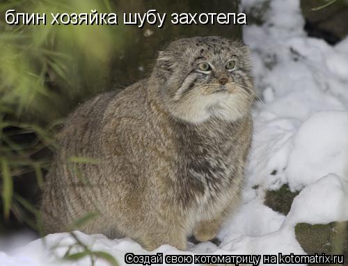 блин хозяйка шубу захотела... Котоматрица: блин хозяйка шубу захотела