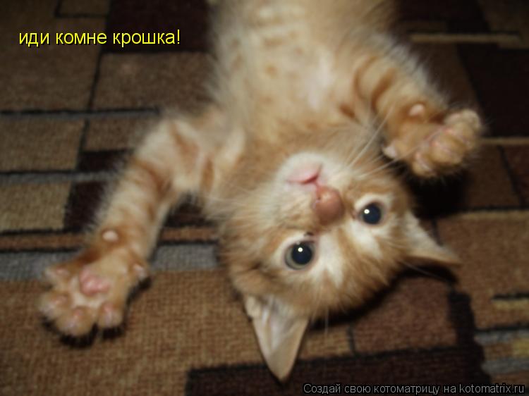 иди комне крошка!... Котоматрица: иди комне крошка!