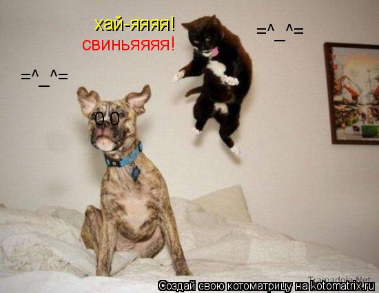 хай-яяяя! свиньяяяя! 0 0 =^_^= =^_^=... Котоматрица: хай-яяяя! свиньяяяя! 0 0 =^_^= =^_^=
