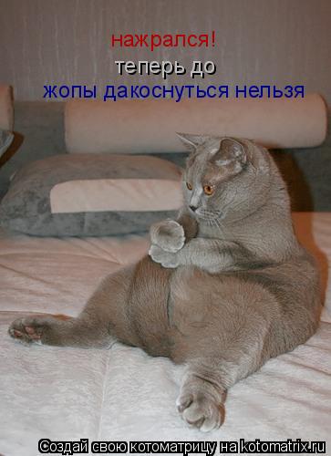 нажрался! теперь до жопы дакоснуться нельзя... Котоматрица: нажрался! теперь до жопы дакоснуться нельзя