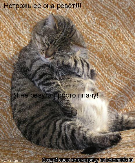 Нетрожь её она ревёт!!! Я не реву, а просто плачу!!!... Котоматрица: Нетрожь её она ревёт!!! Я не реву, а просто плачу!!!