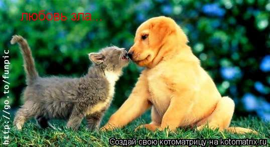 любовь зла...... Котоматрица: любовь зла...