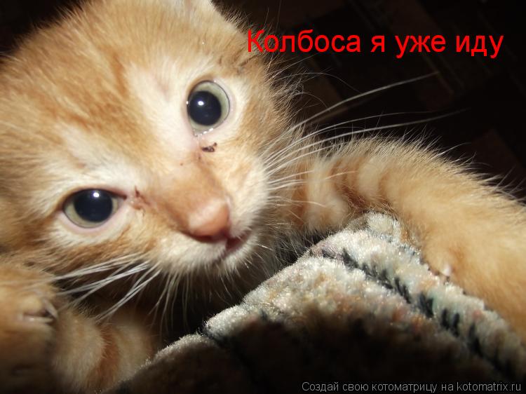 Колбоса я уже иду... Котоматрица: Колбоса я уже иду