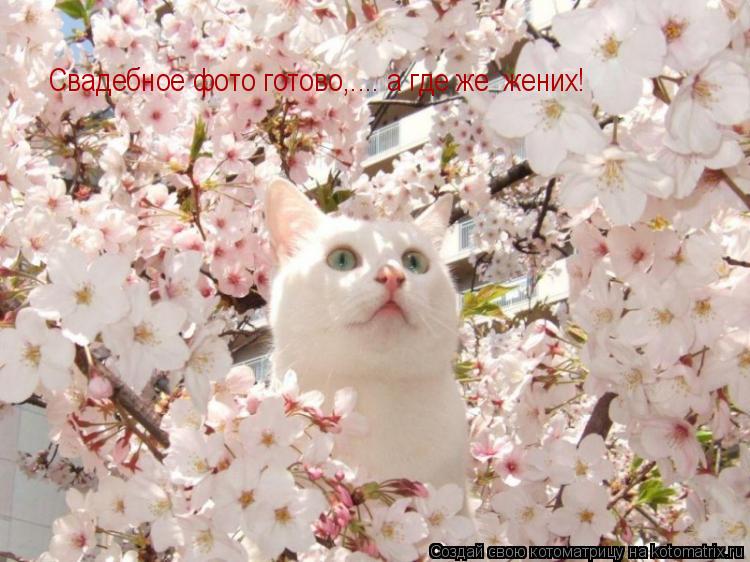 Свадебное фото готово,.... а где же жених!... Котоматрица: Свадебное фото готово,.... а где же жених!