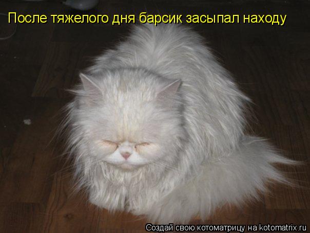 После тяжелого дня барсик засыпал находу... Котоматрица: После тяжелого дня барсик засыпал находу